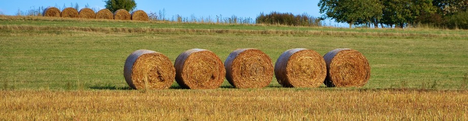 five bails of hay in an open field