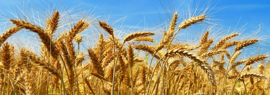 wheat field