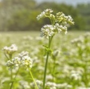 Cover crops as part of no-till farming.