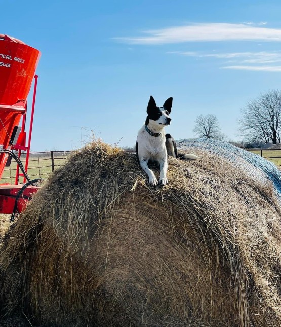 a dog relaxing on top of a hay bale