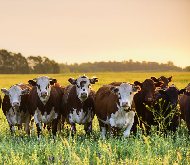 Cows in field at sunset