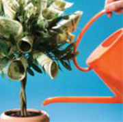 orange water pot next to money tree