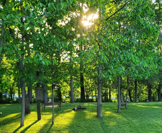 Green trees in a park with the sun peeking through the branches