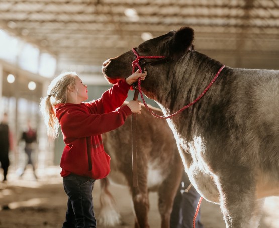 a young girl shows off her cow
