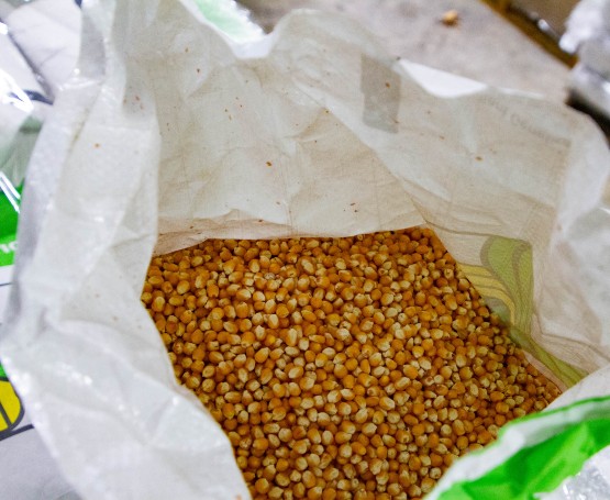 corn seed in a bag