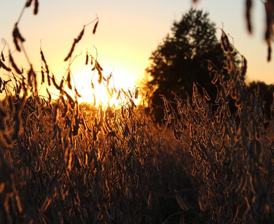The sun peeks through the stalks of soy beans