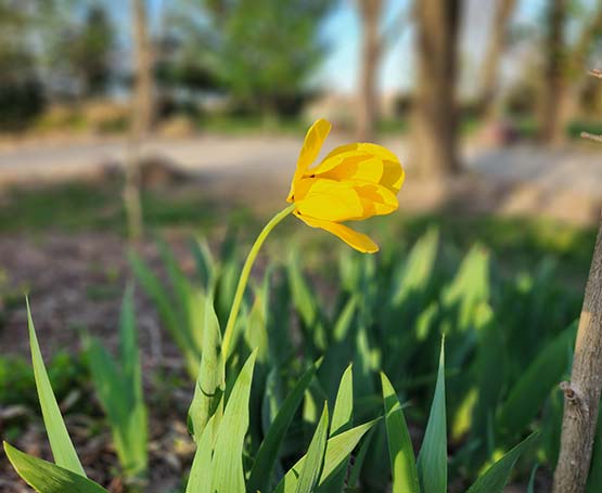Daffodil blooming.