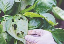 Gloved hand holding a leave of a plant that has been damaged by insects.