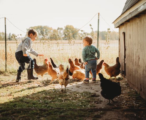 Two young country boys chasing chickens around in a yard