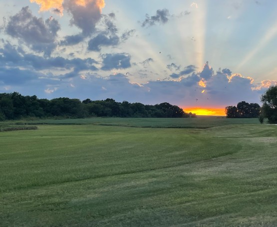 The sun sets over a field