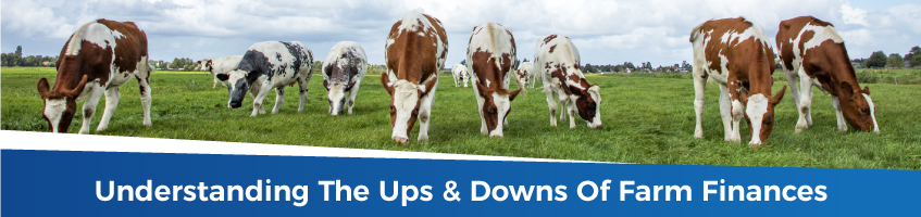Cows in field. Farm Finances.