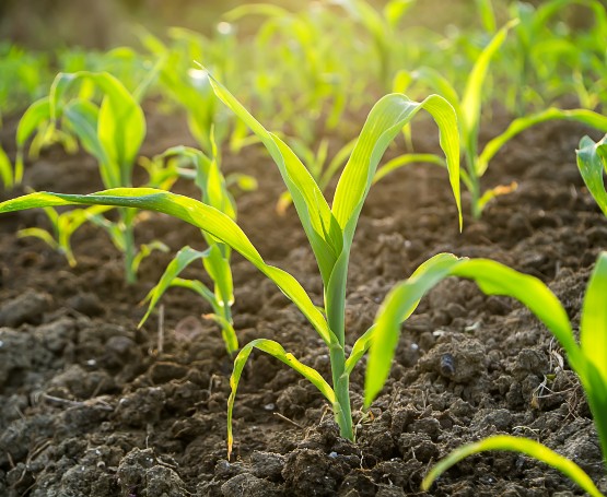 small corn stalks starting to sprout