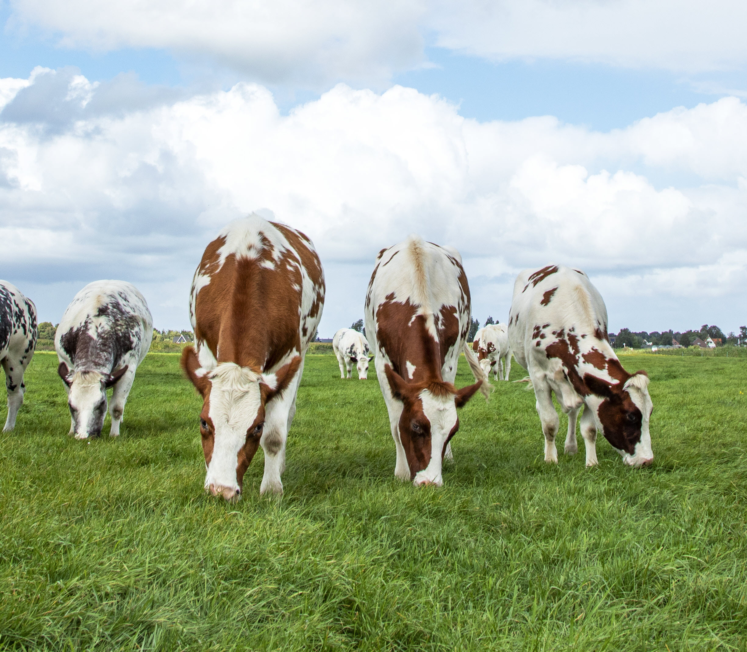 cows in field