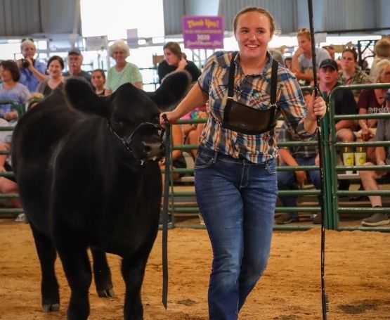 4H member shows her cow at a show