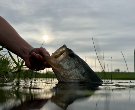 a person holds a bass by it's mouth