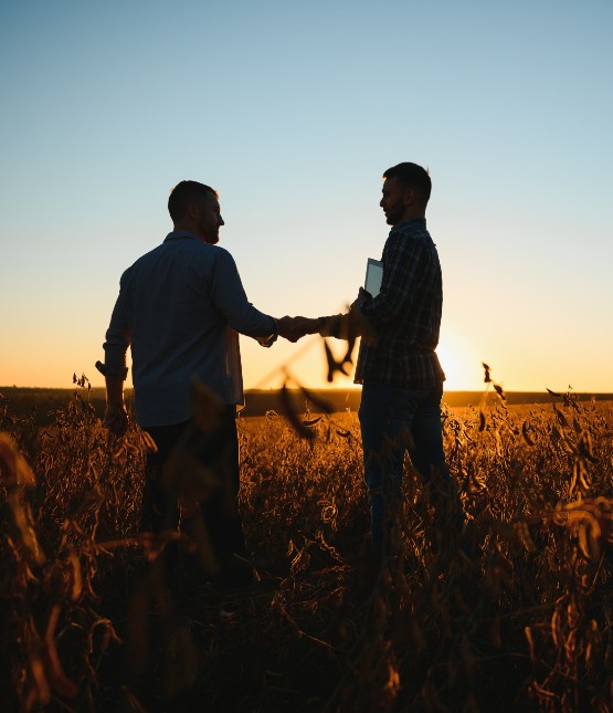 The sun sets as a farmer shakes hands with another man in a bean field