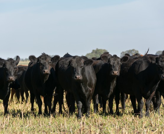 a heard of cattle in a field