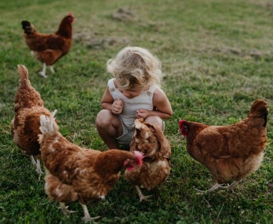 A young girl squatting down among her chickens in the yard