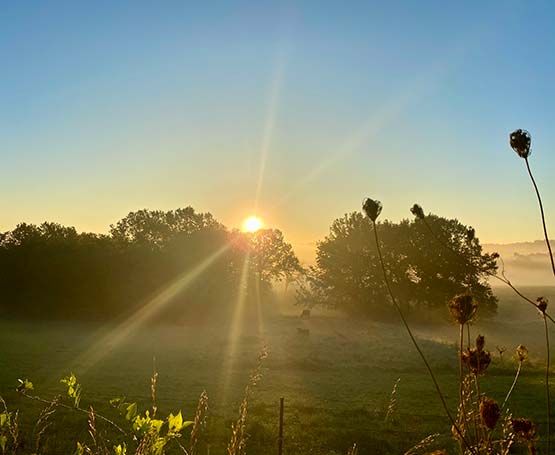 The sun shining over trees with plants in the foreground.