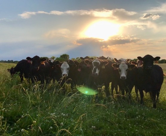 Cows gathered in a field