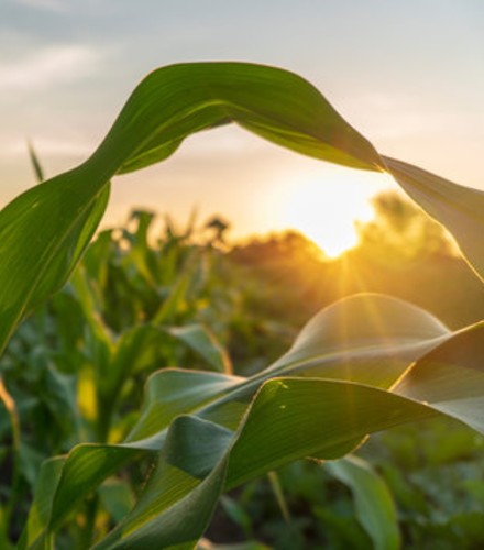 the sun peeking through the leaves of a corn stalk