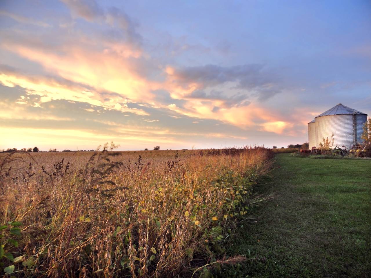 Yellow field and grain bins in sunset