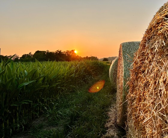 the sun sets over a corn field with hay bales in the foreground